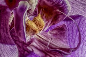 Stacking Orchidee_HDR.jpg